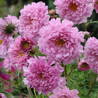 Cosmos Double Click Rose Bonbon Seed Seeds