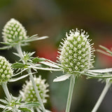 Eryngium Glitter White  Seed