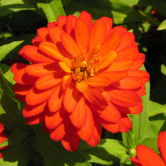 Zinnia Zahara Double Fire Seed