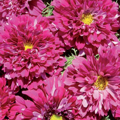 Cosmos Double Click Cranberries Seed Seeds