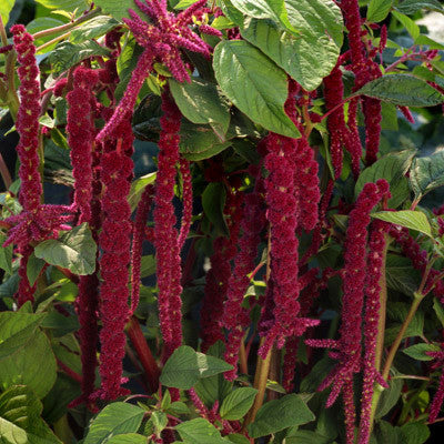 Amaranthus Caudatus Red Seed Seeds