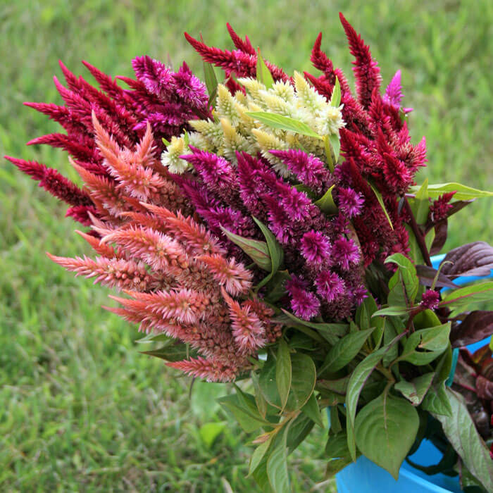 Celosia Celway Mix Seed Seeds
