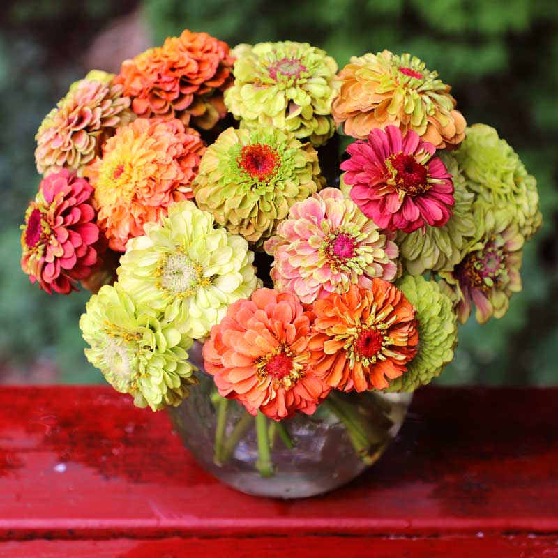 Zinnia Queeny Lime Mix Seed Seeds
