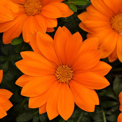 Gazania New Day Clear Orange F1 Seed