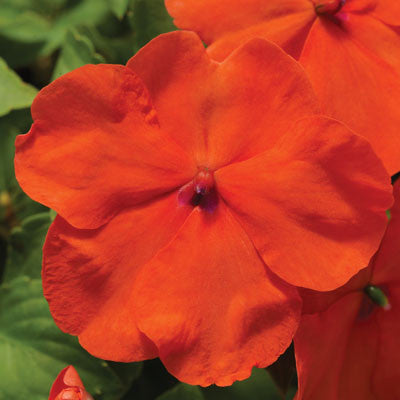 Impatiens Accent Premium Deep Orange F1 Seed Seeds