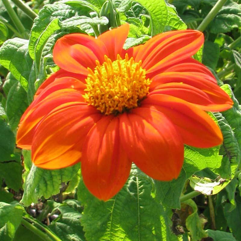 Tithonia Torch Seed Seeds