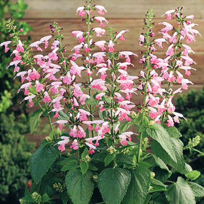 Salvia Summer Jewel Pink Seed Seeds