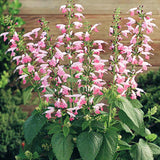 Salvia Summer Jewel Pink Seed