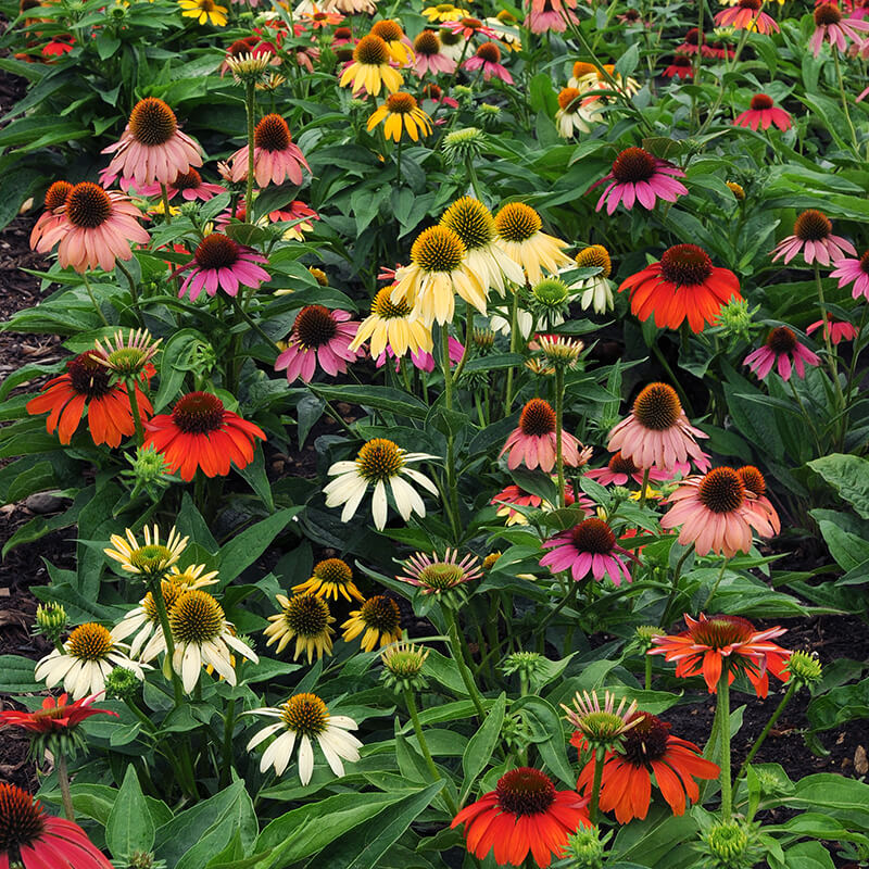 Echinacea Cheyenne Spirit Mix Seed Seeds