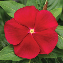 Vinca Cora Red F1 Seed