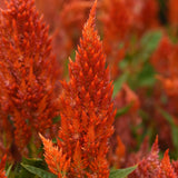 Celosia Sunday Orange Seed