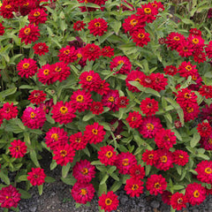 Zinnia Profusion Double Hot Cherry Seed