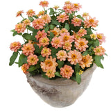 Zinnia Profusion Double Deep Salmon Seed