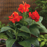 Canna South Pacific Scarlet Seed