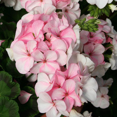 Geranium Pinto Premium White To Rose F1 Seed Seeds