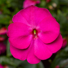 Impatiens New Guinea Florific Violet F1 Seed