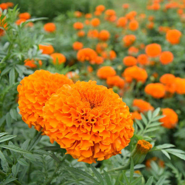  Marigold