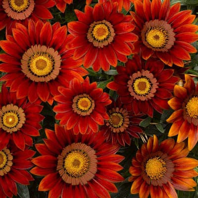 Gazania Big Kiss Red F1 Seed Seeds