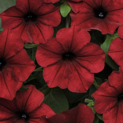 Petunia Tidal Wave Velour Red F1 Seed Seeds
