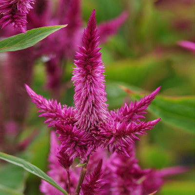 Celosia Celway Purple Seed Seeds
