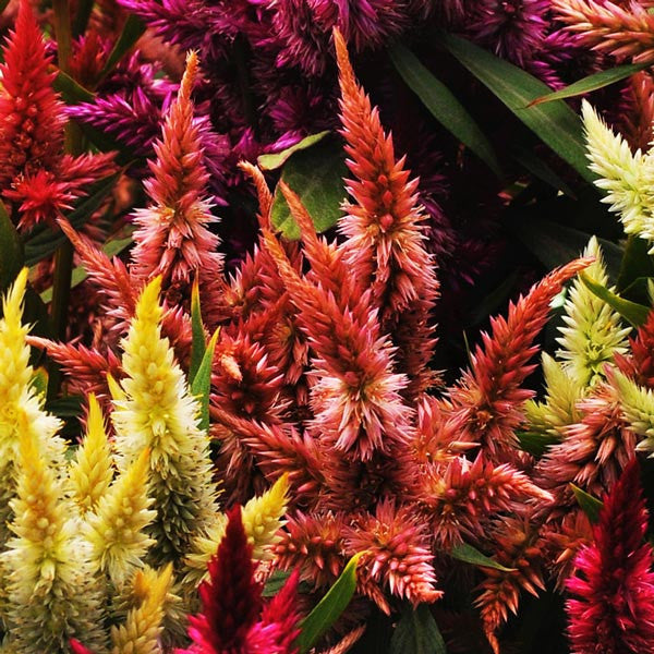 Celosia Celway Terracotta Seed Seeds