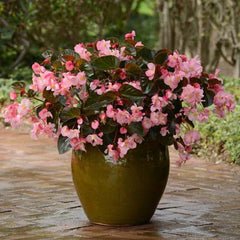 Begonia Megawatt Bronze Leaf Pink F1 Seed