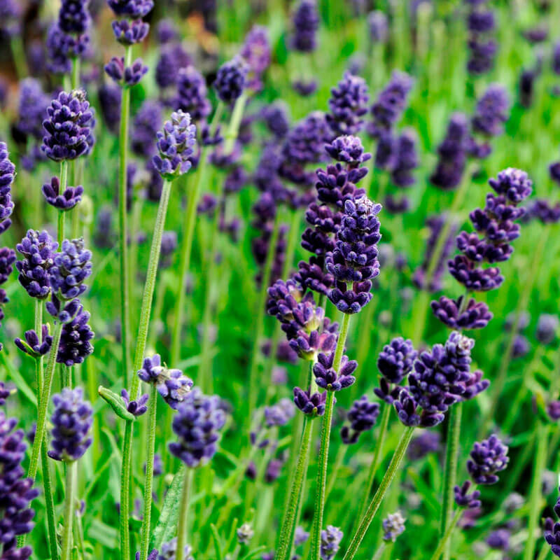 Lavender Lavance Deep Purple Seed Seeds