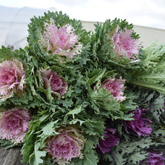 Ornamental Kale Crane Feather King F1 Seed