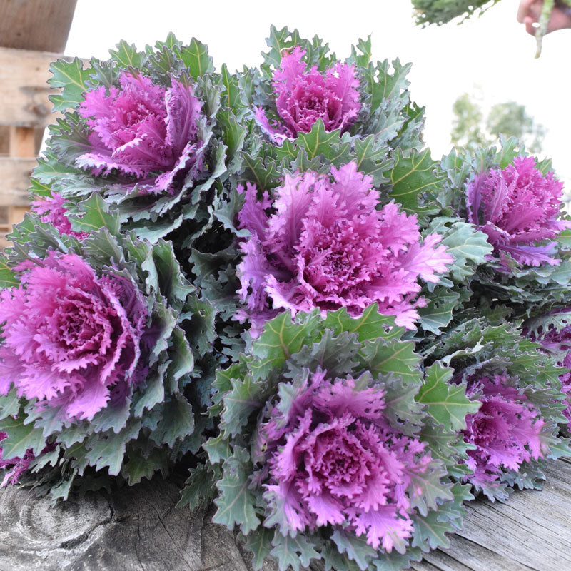 Ornamental Kale Crane Feather Queen F1 Seed Seeds