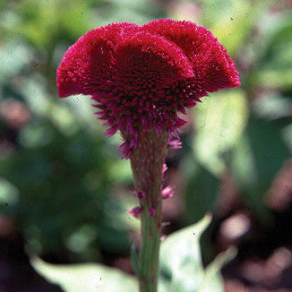 Celosia Chief Scarlet Organic Seed Seeds