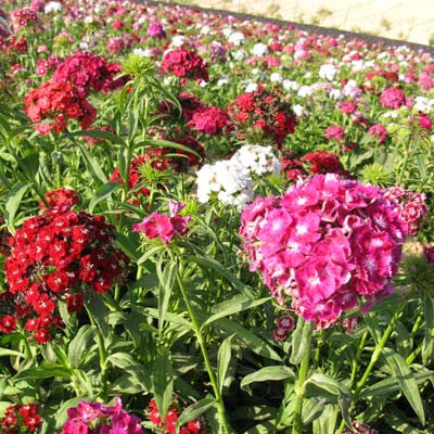 Dianthus Volcano Mix Organic Seed Seeds