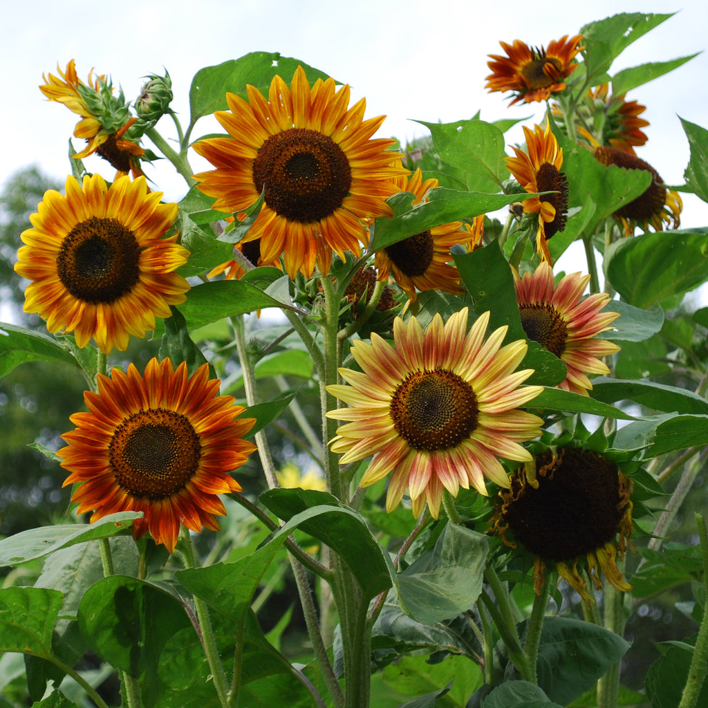 Sunflower Evening Sun Organic Seed Seeds