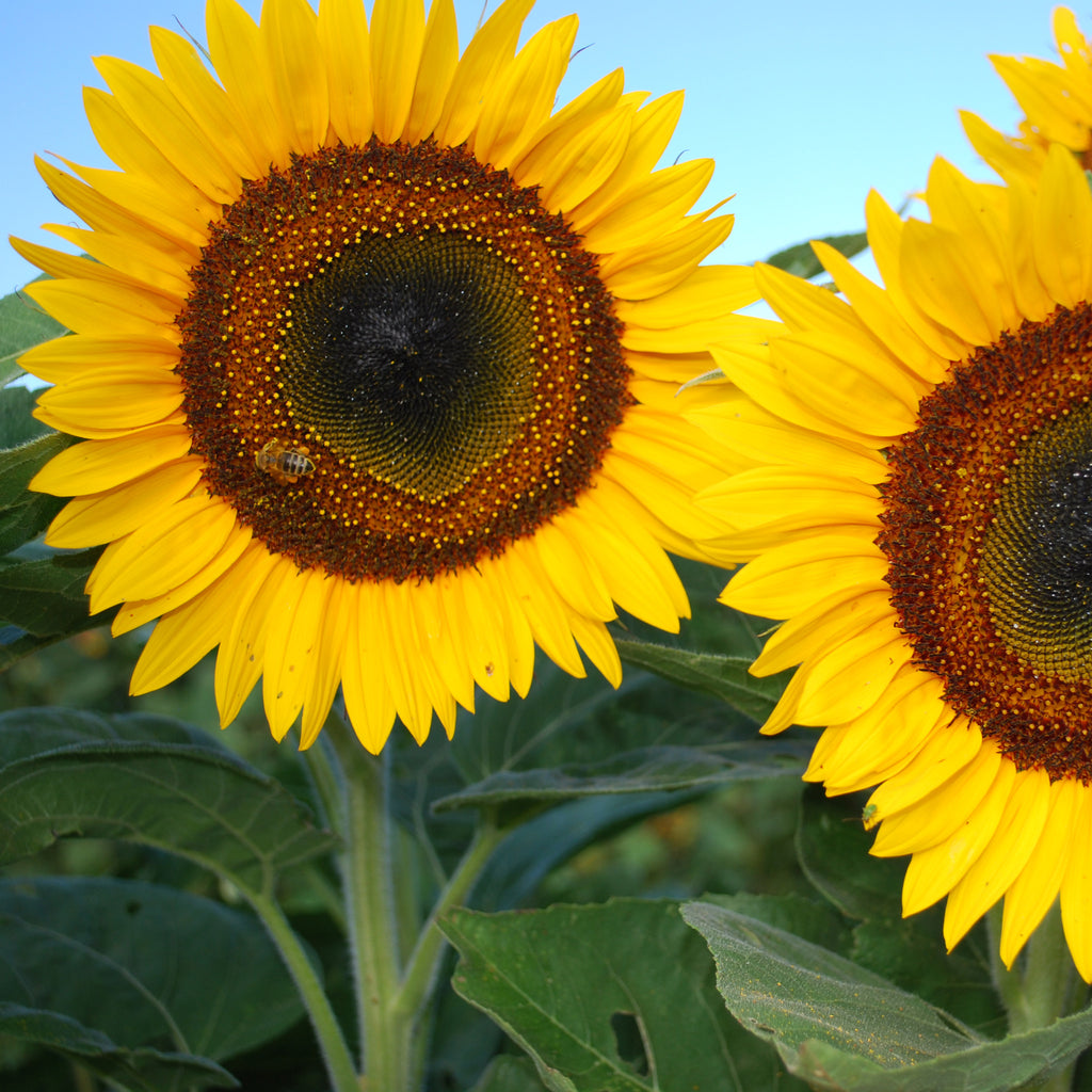 Sunflower Taiyo Organic Seed Seeds