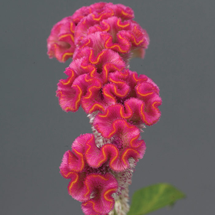 Celosia Neo Pink Seed Seeds