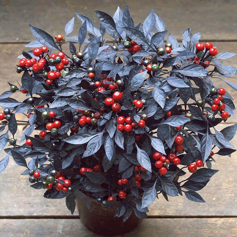 Ornamental Pepper Onyx Red Seed Seeds
