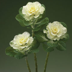 Ornamental Kale Flare™ White F1 Seed