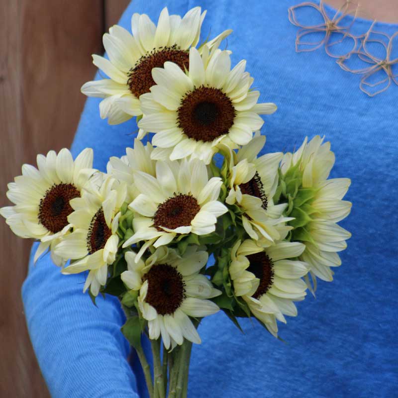Sunflower Pro Cut White Nite F1 Seed Seeds