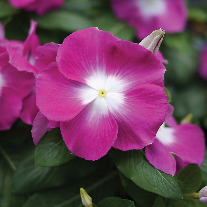 Vinca Mega Bloom Orchid Halo Seed Seeds