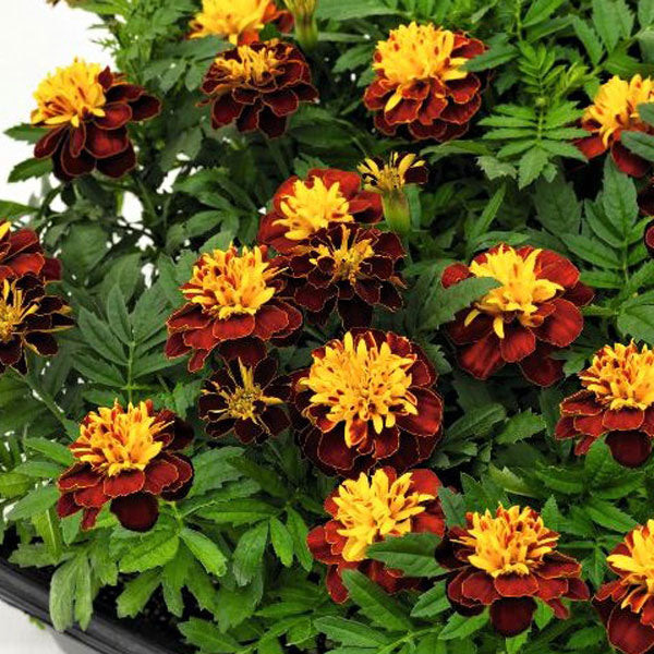 Marigold Super Hero™ Spry Seed Seeds