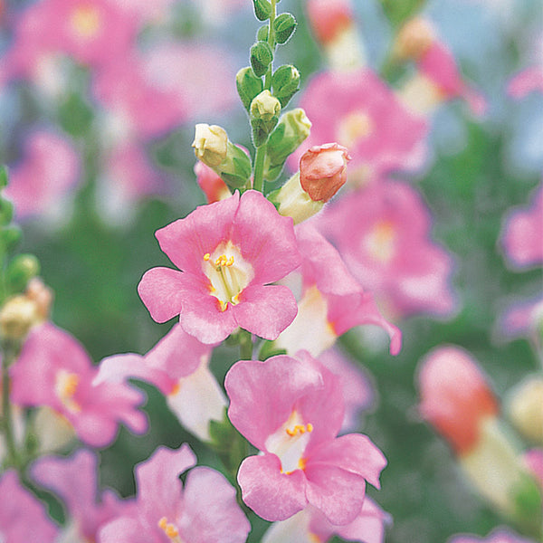 snapdragon chantilly light pink