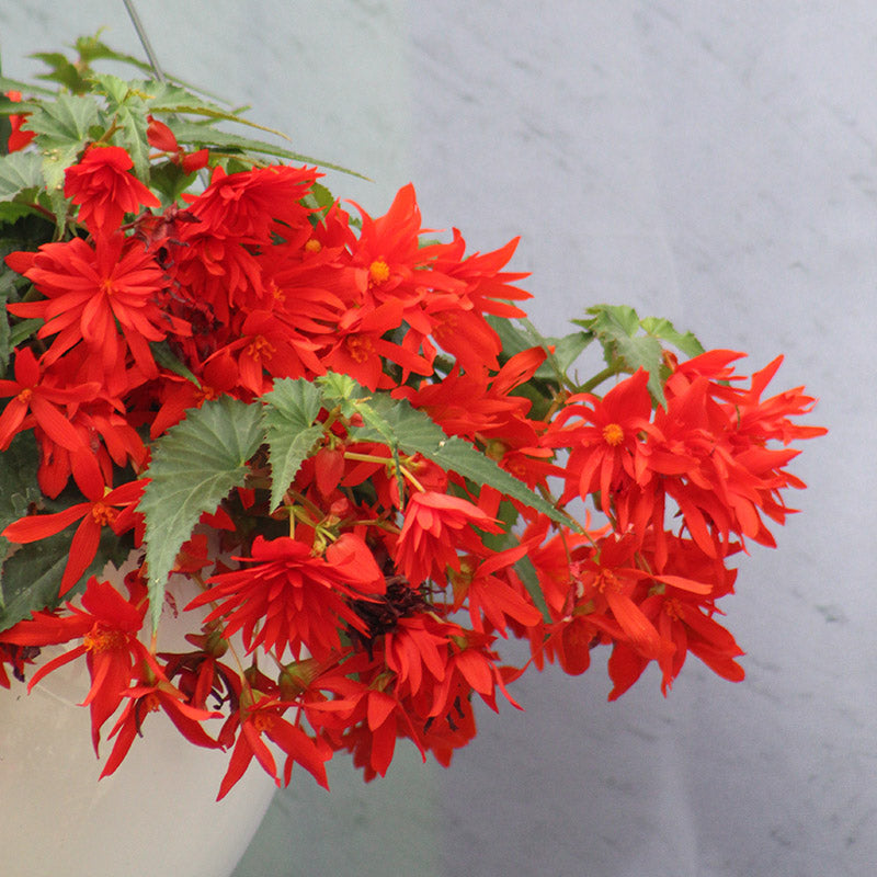 Begonia Funky Orange F1 Seed Seeds