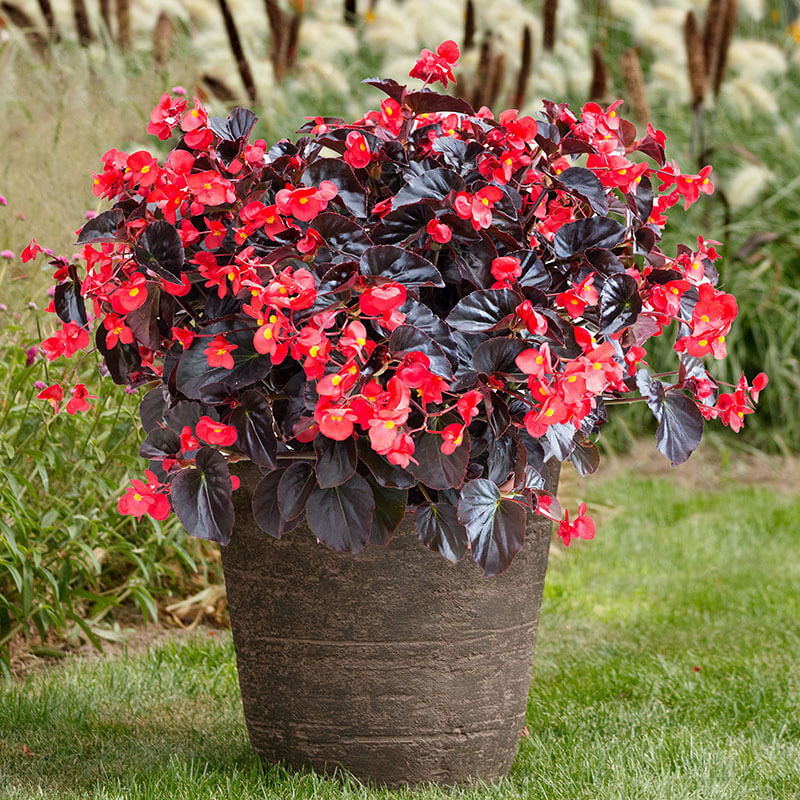 Begonia Viking XL Red On Chocolate F1 Seed Seeds