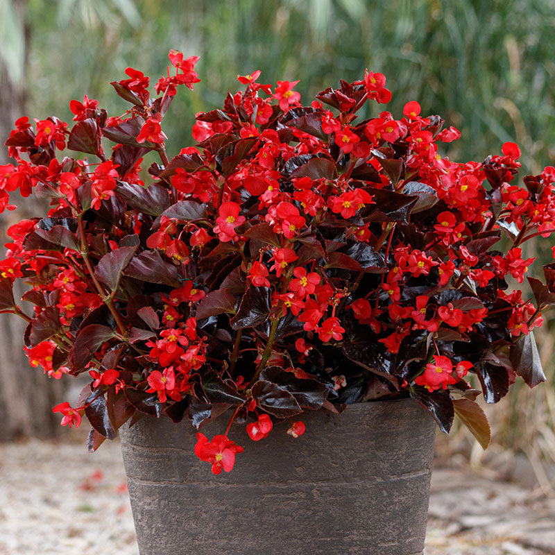 Begonia Viking Red On Chocolate F1 Seed Seeds