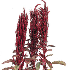 Amaranthus Oeschberg  Seed