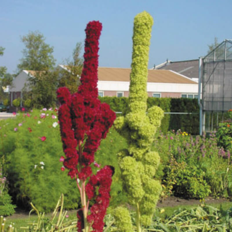 Amaranthus Red Cathedral  Seed Seeds