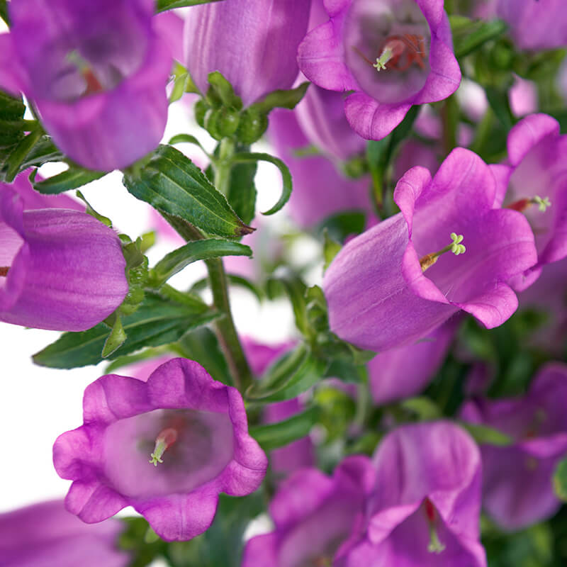 Campanula Champion 2 Lilac F1 Seed Seeds