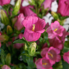 Campanula Champion 2 Rose F1 Seed