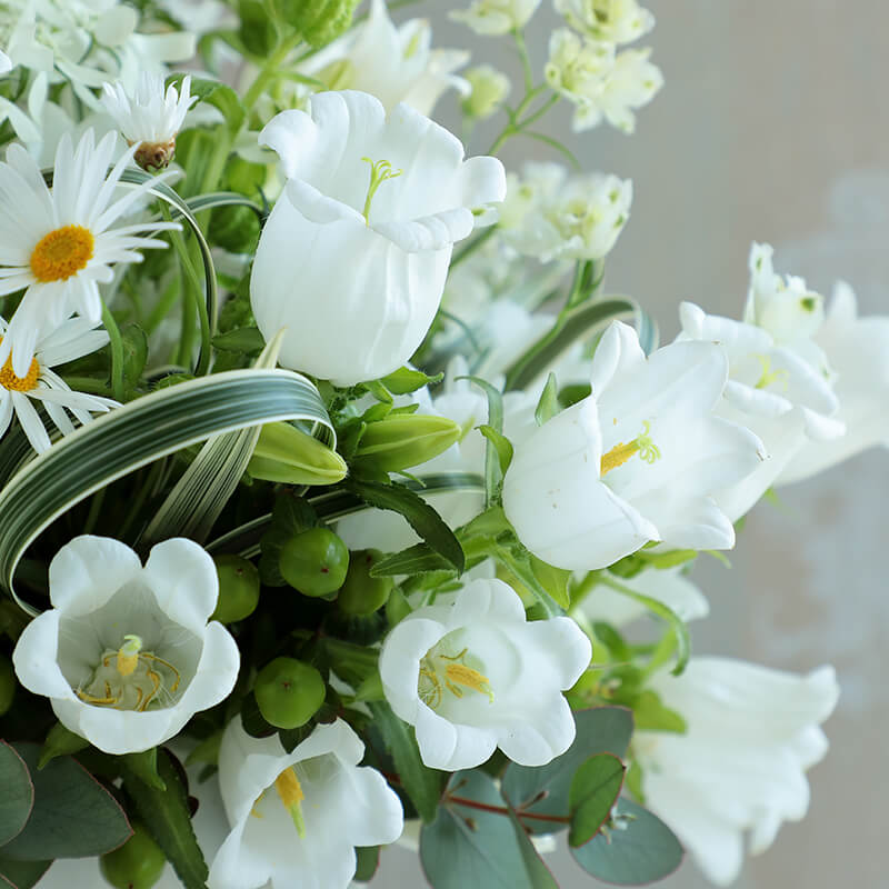 Campanula Champion 2 White F1 Seed Seeds