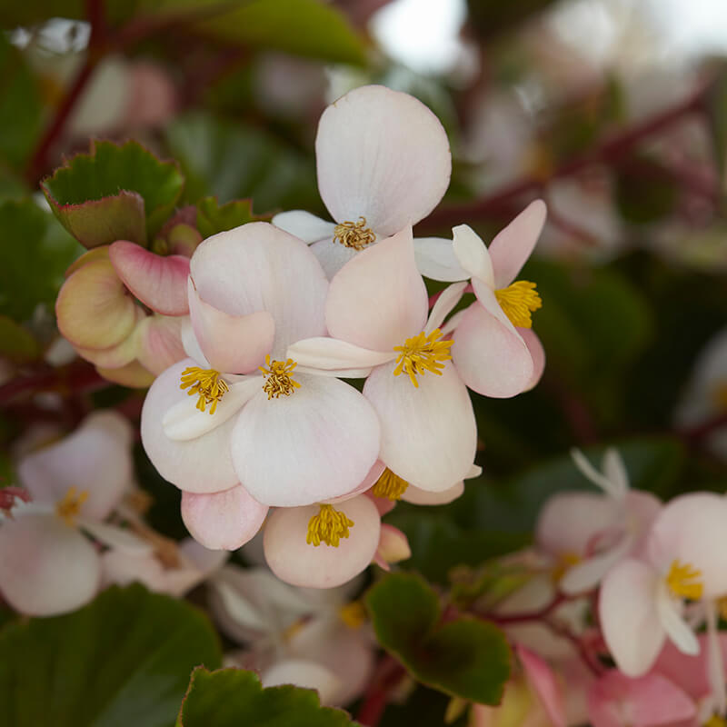 Begonia Hula Blush F1 Seed Seeds