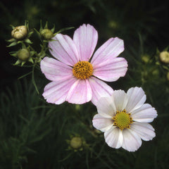 Cosmos Sensation Daydream White Blush Seed